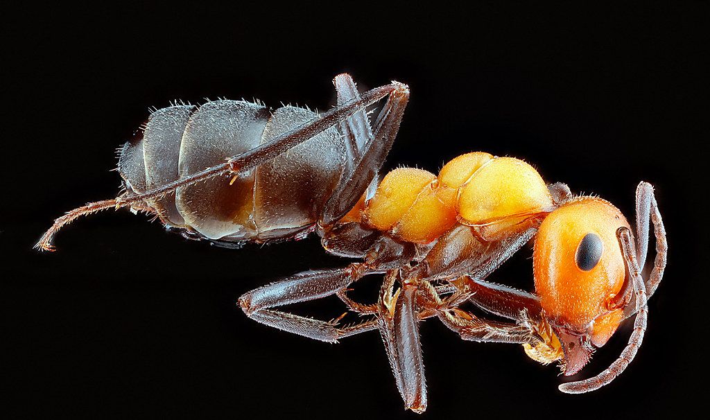 Ant Control service in Turlock, CA