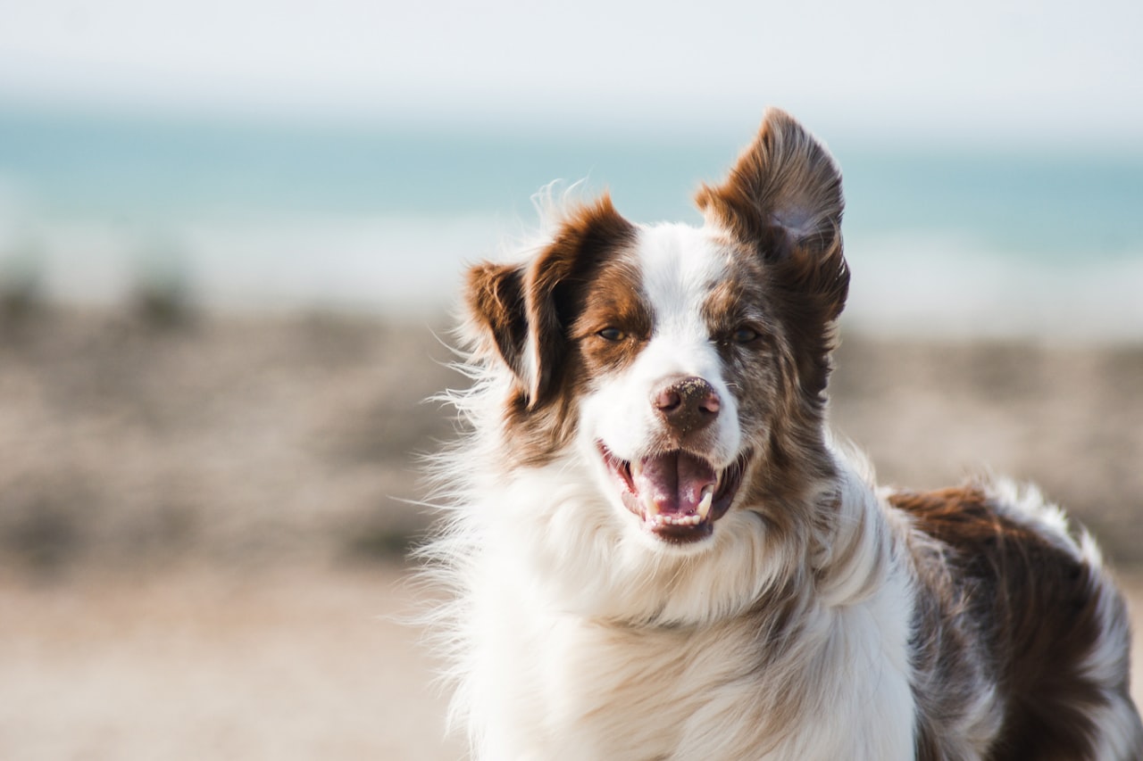 Flea & Tick Control service in Turlock, CA