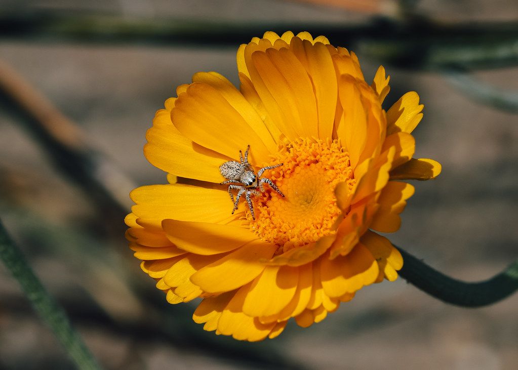 Spider Control service in Turlock, CA